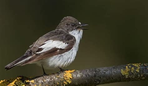 Why are Birds Chirping at Night? - Bird Nature