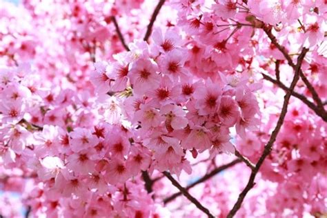 Tahun Ini, Bunga Sakura di Jepang Mekar Lebih Awal, Pertama dalam 1.200 ...