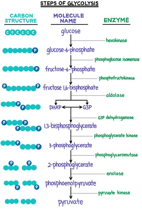 3 Steps of Glycolysis Which Use Up Atp - Longtrust