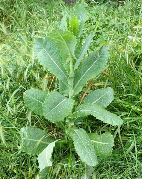 Lettuce, Wild (Wild Lettuce) (Lactuca virosa), potted plant, organic ...