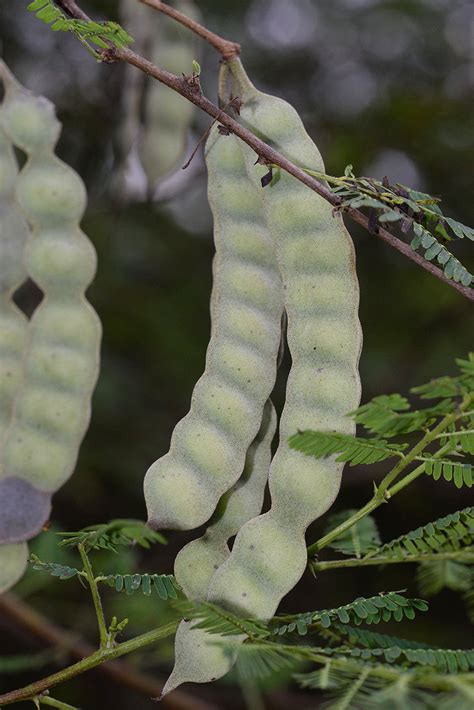 Vachellia nilotica subsp. indica (Benth.) Kyal. & Boatwr. | Plants of the World Online | Kew Science