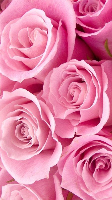 81+ Wallpaper Hd Pink Rose For FREE - MyWeb