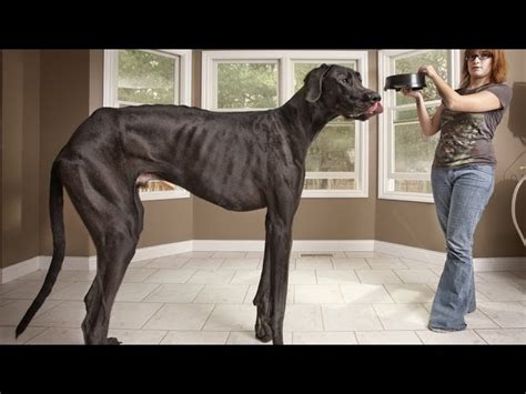 How Big Was Zeus The Dog