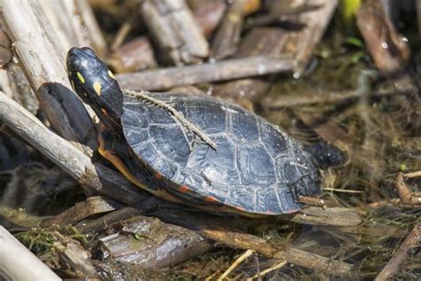 Free Images : nature, wildlife, turtle, reptile, fauna, canada, quebec, sherbrooke, tortue ...