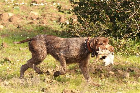 12 Razze di cani da caccia: Caratteristiche e curiosità