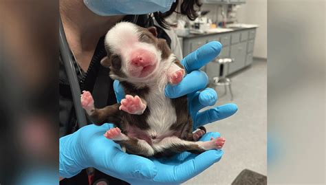 Meet Skipper, the ‘Miracle’ Puppy Born With 6 Legs and 2 Tails – NBC New York