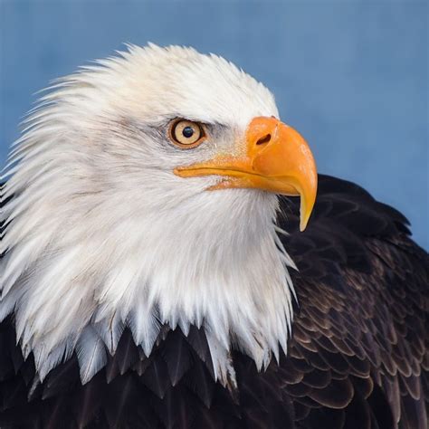 Bald Eagle Interesting Facts