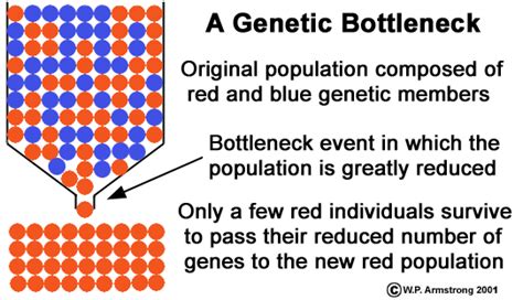 What is the difference between genetic drift, founder effect, and ...