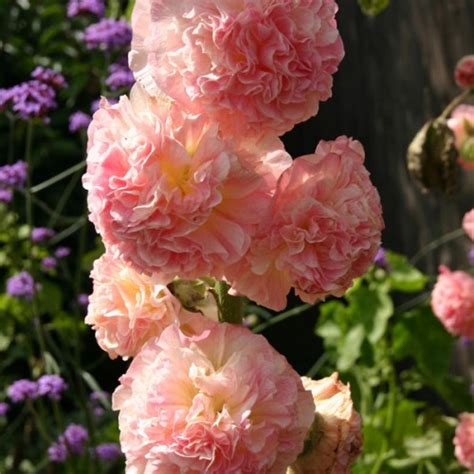 Alcea rosea 'Peaches 'n' Dreams' | wholesale seeds and vegetative ...