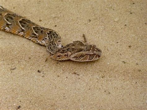 Puff Adder Snakes Hide in Scent Camouflage, Making Them Undetectable To Predators And Prey ...