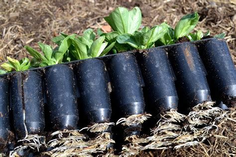 Growing fava beans early in the season – Sara's Kitchen Garden