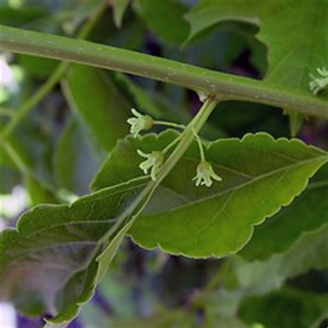 Celastrus orbiculatus (Asian bittersweet, Asiatic bittersweet): Go Botany