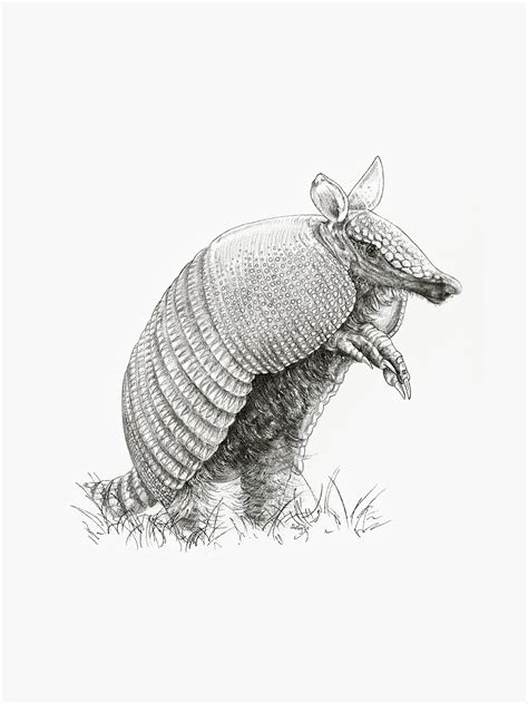 Armadillo Print, Nature Wildlife Art Print, Realistic Armadillo Pencil ...