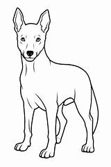 3000  Whippet Coloring Outlines Pictures sketch template