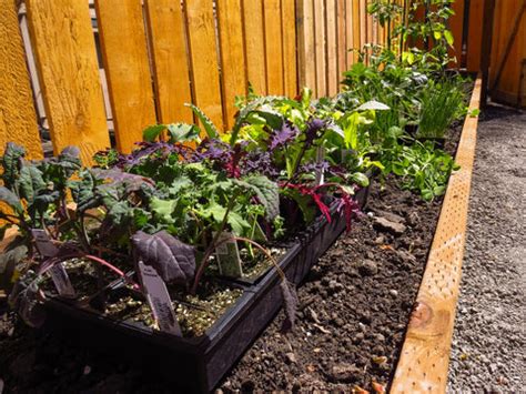 Lettuce Container Garden | How-To Guide | Patio Growers