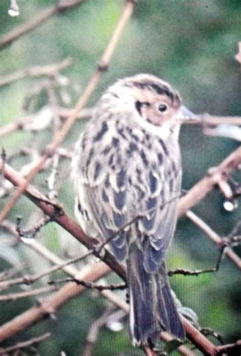 Little Bunting (Emberiza pusilla) - Irish Birding