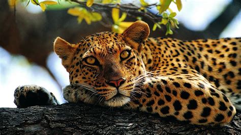 Leopard Wallpapers HD Free Download