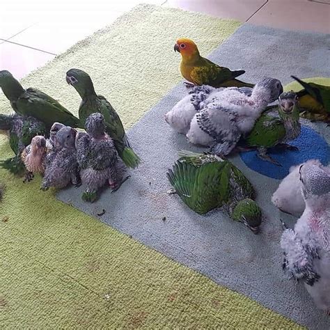 Baby Parrots For Sale - Terry's Parrot Farm