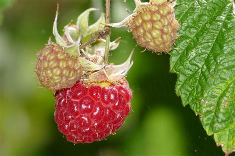 Red Raspberry - Rubus idaeus | North Carolina Extension Gardener Plant Toolbox