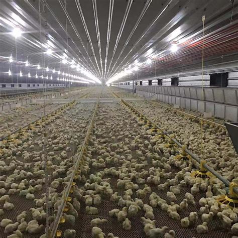 Automatic Broiler Farming System Poultry Farm Equipment for Chicken ...