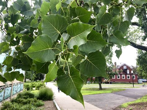 Cottonwood Tree - Physical Plant - UMass Amherst