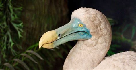 10 Incredible Dodo Facts