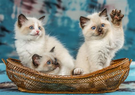 Three cute Ragdoll kittens sitting in a basket on a colorful background ...