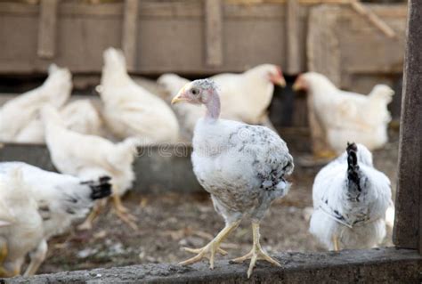 Bald Chicken at the Village Farm. Stock Image - Image of small, solitude: 22731999