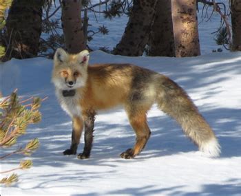 Sierra Nevada Red Fox in Yosemite National Park - Yosemite National Park (U.S. National Park ...