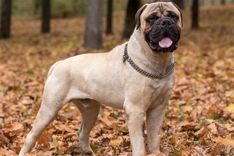 Bullmastiff - Temperamento, características, comportamiento, origen