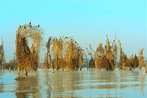 Lake Naivasha stock photo. Image of lake, savannah, tourism - 62564878