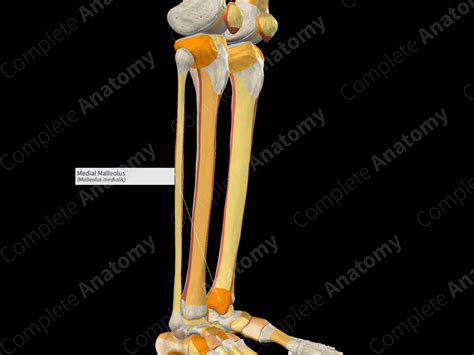 Medial Malleolus | Complete Anatomy