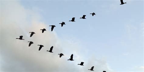 'Breakthrough' Study Shows Why Birds Fly In V Formation | Birds flying ...