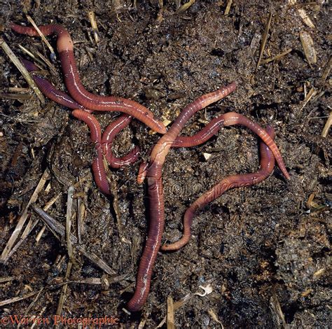 Earthworms photo WP11527