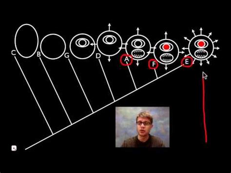 Cladogram: Features, Parts, Examples (vs. Phylogram)