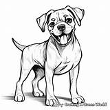 Boxer Dogs Coloring Pages  Free & Printable sketch template