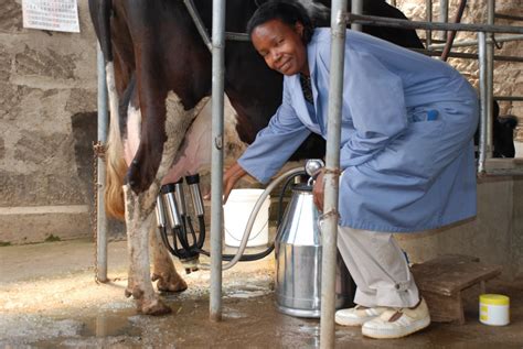 Facts About Dairy Farming – DairyPesa