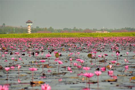 The Spectacular Lotus Lake in Phatthalung, Thailand - Thailand Bloggers