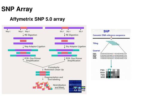 PPT - Polymorphisms – SNP, InDel, Transposon BMI/IBGP 730 PowerPoint Presentation - ID:3829756