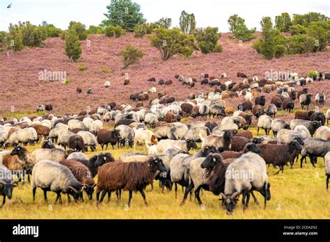 Heidschnucken sheep herd, in the Lüneburger Heide, heath, near the village of Niederhaverbeck ...