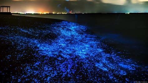 Bioluminescent Plankton Underwater