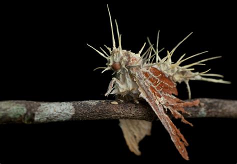 The Herb Hound: CORDYCEPS