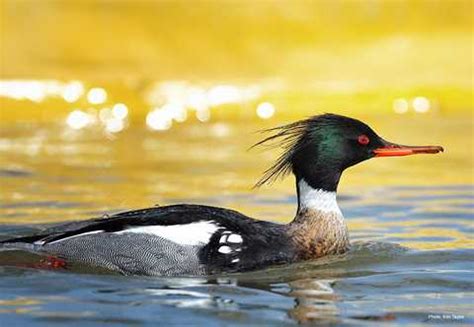 Red-breasted Merganser | Types of Ducks & Geese