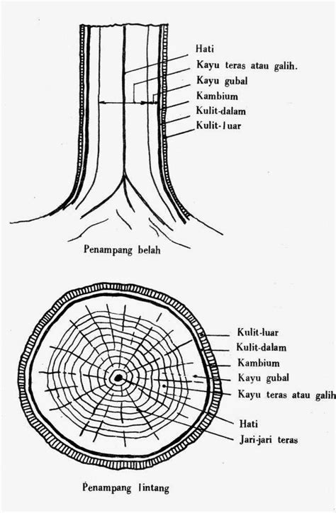 Mengenal Fungsi Bagian Kayu Untuk Bahan Bangunan | Ilmu Tukang Bangunan Rumah