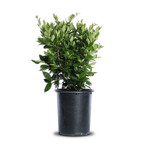 Waxleaf Privet | Landscape Plant Source : Landscape Plant Source