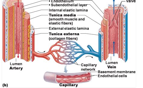 What Is A Lumen Anatomy