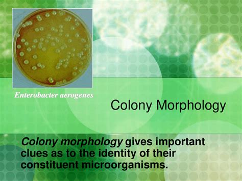 Enterobacter Aerogenes Morphology