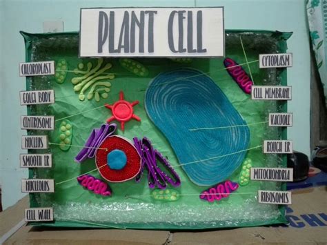 3d Plant Cell Model In A Shoebox | PIXMOB