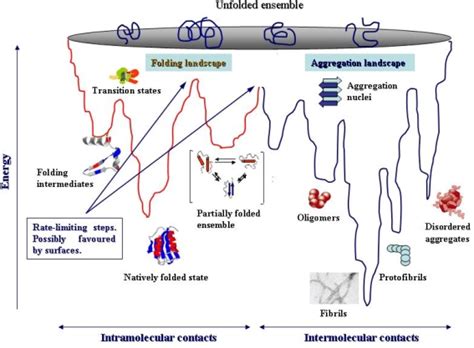 Combined protein folding/aggregation landscapes. A combined energy... | Download Scientific Diagram