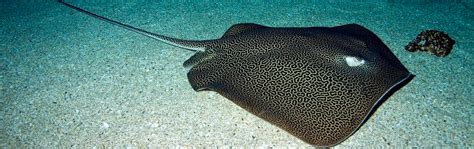 Leopard Whipray - Georgia Aquarium